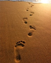 What Dog Training Can Teach You About Personal Growth
