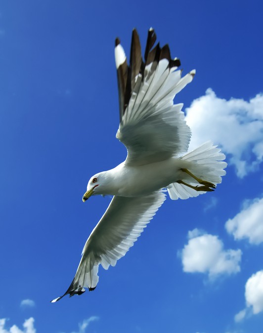 The 7 Habits of Serenity