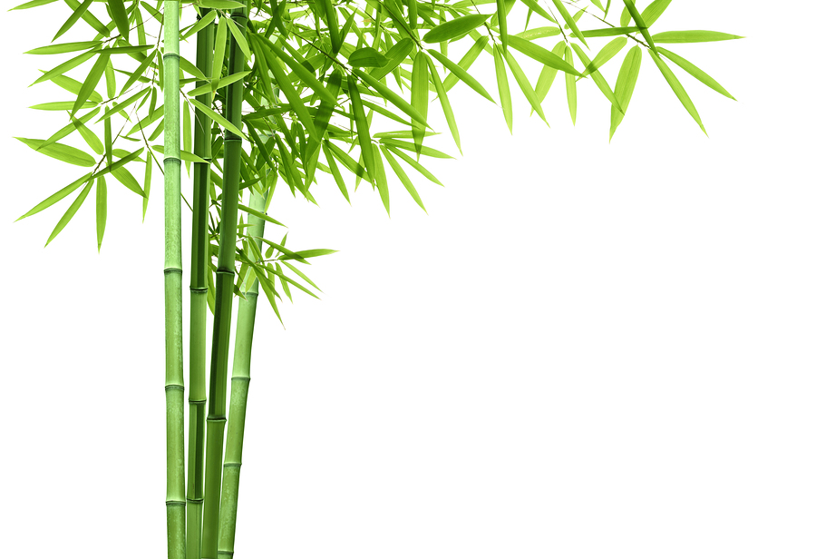 Are You The Bamboo Farmer Or Idea Bagger?