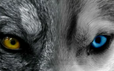 Two Wolves Inside Of Me