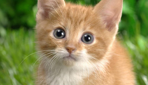 Curiosity Didn’t Kill The Cat…